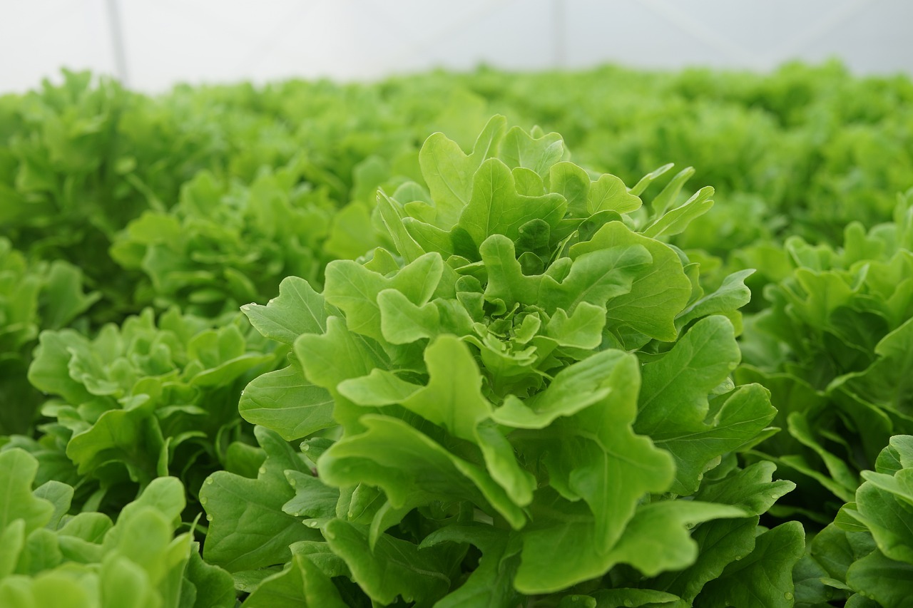 Best Eco-Farming Techniques to Maximize Crop Yield